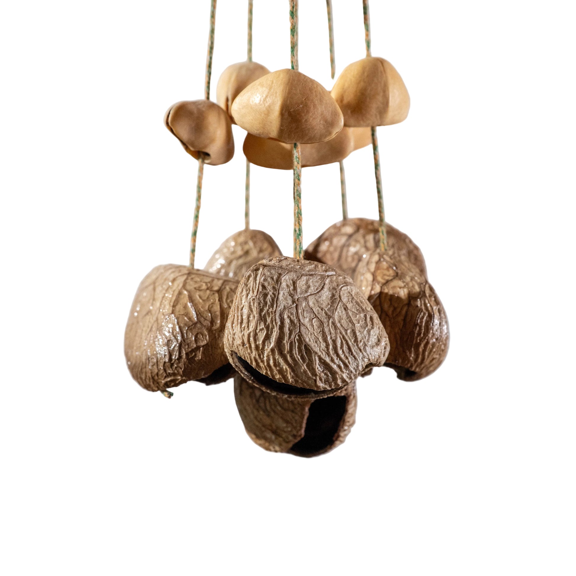 Professional 30-seed botanical wind chime featuring 18 Pala nuts, 6 Chacha pods, and 6 Panji shells for yoga, meditation, and sound healing.